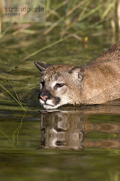 Puma (felis concolor) im Wasser