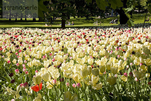 Im Kungliga Humlegarden Park  Stockholm  Schweden  Skandinavien  Europa
