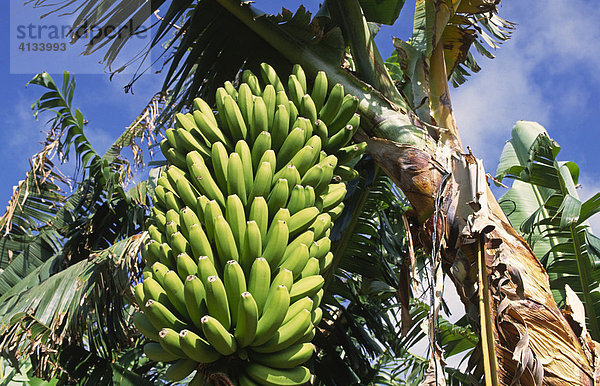 Bananen auf einer Plantage bei Tazacorte  La Palma  Kanarische Inseln  Spanien