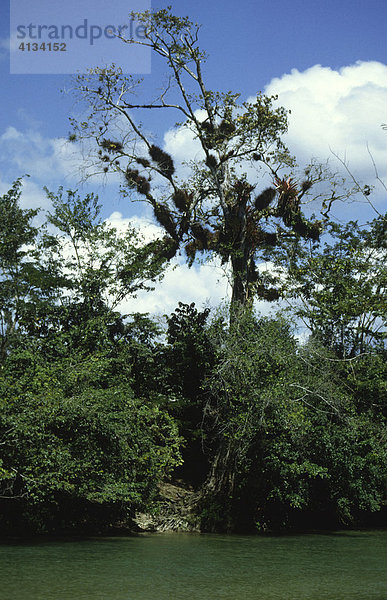 Braulio Carrillo Nationalpark  Costa Rica  Mittelamerika