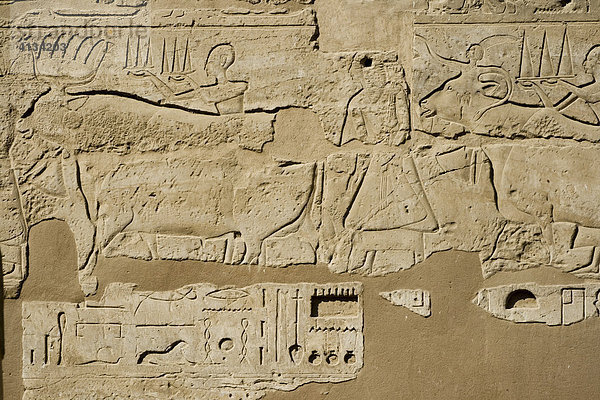 Hieroglyphe im Luxor-Tempel  Luxor  Niltal  Ägypten  Afrika
