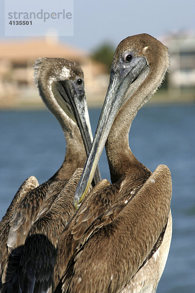 Pelikane (Pelecanidae)  Florida  USA