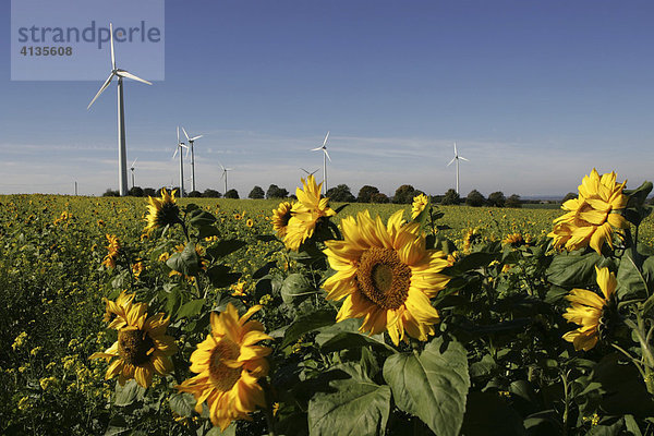 Windkraftanlage bei Soest  Nordrhein-Westfalen  Deutschland