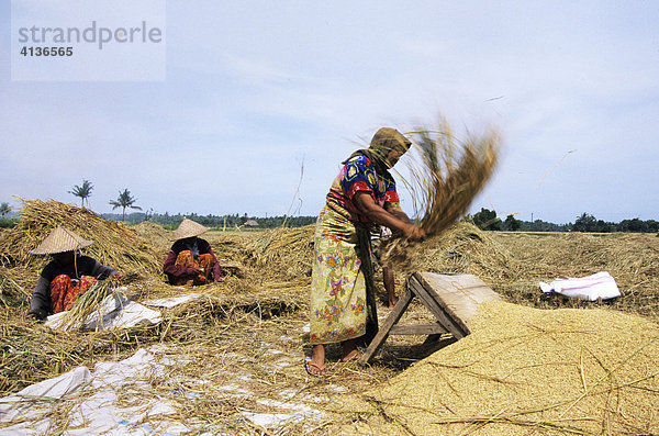 IND  Indonesien  Lombok: Reisernte  ausschlagen der Reisgarben. Feldarbeit  Frauen.