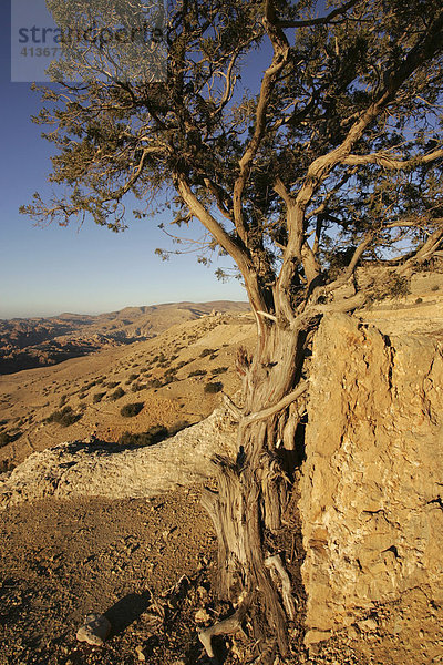 Gebirge beim Ort Wadi Musa  Petra  Jordanien