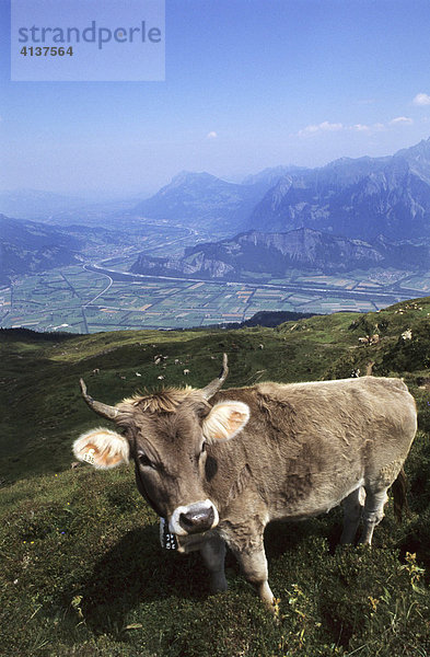 CHE  Schweiz  Kanton St. Gallen : Kuh auf einer Alm auf dem Pizol Berg