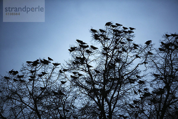 DEU Bundesrepublik Deutschland Krähen Vögel hocken in der Abenddämmerung auf Bäumen