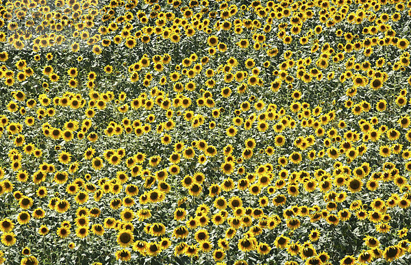 DEU  Bundesrepublik Deutschland: Sonnenblumenfeld
