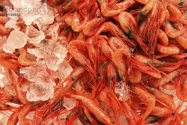 Garnelen  Fischmarkt  Tsukiji  Tokio  Japan  Asien