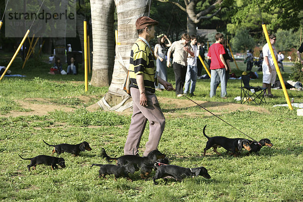 Hundehalter mit Kurzhaardackeln  Tokio  Japan  Asien