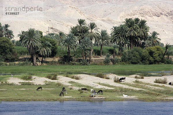 Der Nil zwischen Luxor und Esna  Ägypten  Afrika