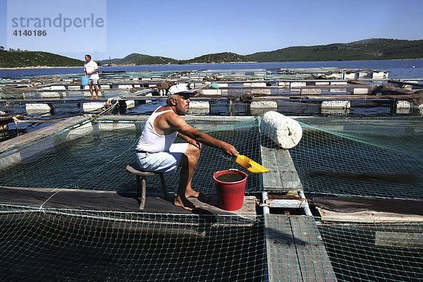 Fischfarm  hier werden in grossen Netz-Becken im offenen Meer Meerbrassen und Wolfsbarsche gezüchtet auf der Insel Ugljan  Kroatien