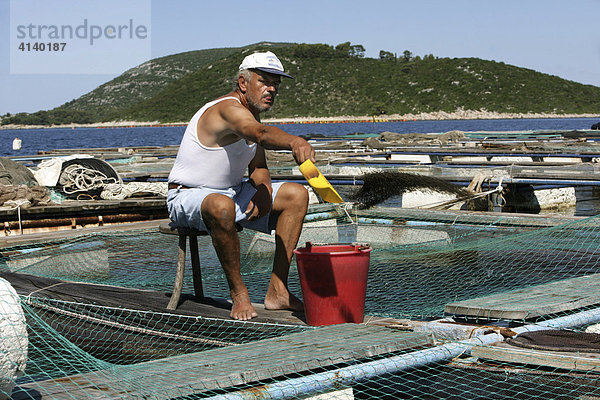 Fischfarm  hier werden in grossen Netz-Becken im offenen Meer Meerbrassen und Wolfsbarsche gezüchtet auf der Insel Ugljan  Kroatien