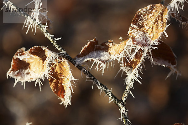 Winter  Eiskreistalle  Raureif  gefrorene Luftfeuchtigkeit auf Pflanzen und Gegenständen  Deutschland  Europa