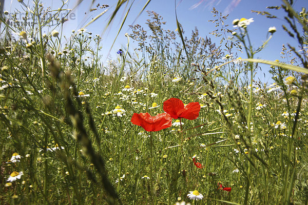 Blumenwiese mit rotem Klatschmohn (Papaver rhoeas)  Gänseblümchen (Bellis perennis)  Gräsern  Mecklenburg-Vorpommern  Deutschland  Europa
