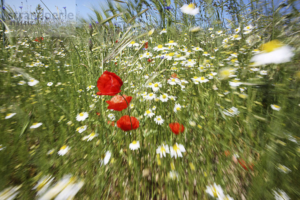 Blumenwiese mit rotem Klatschmohn (Papaver rhoeas)  Gänseblümchen (Bellis perennis)  Gräsern  Mecklenburg-Vorpommern  Deutschland  Europa