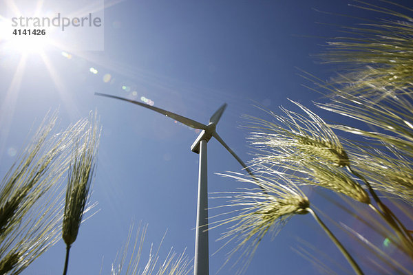 Windkraftanlagen  Windpark  bei Grimmen  Mecklenburg-Vorpommern  Deutschland  Europa