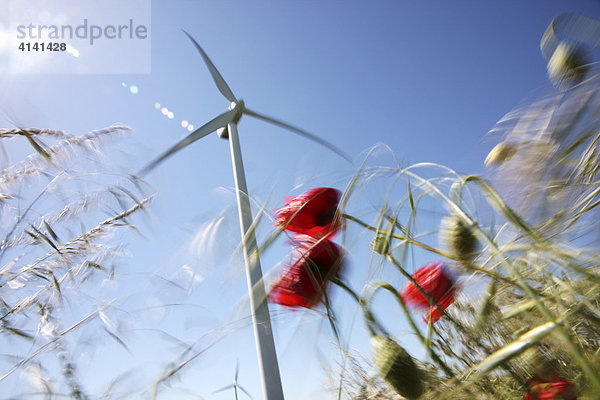 Windkraftanlagen  Windpark  bei Grimmen  Mecklenburg-Vorpommern  Deutschland  Europa