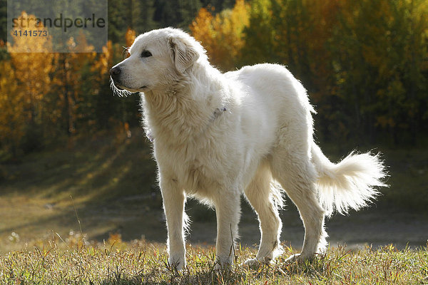 Hund (Golden Retriever) im Gegenlicht