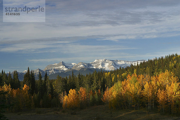 Herbst-Wald in den Rocky Mountains  David Thompson Country  Rocky Mountains  Alberta  Kanada