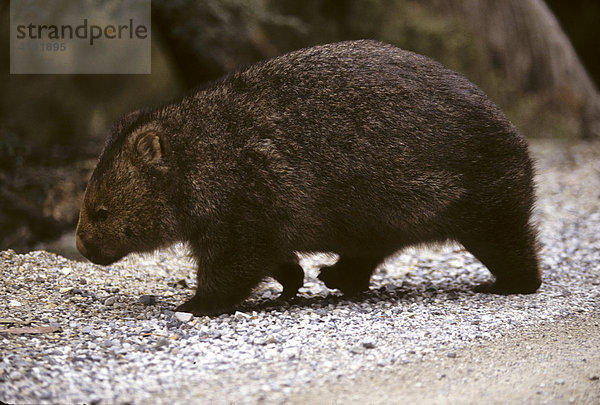 Tasmanischer Wombat (Vombatus ursinus)  Tasmanien  Australien