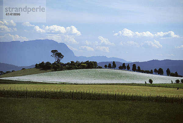 Landschaft bei Devonport  Tasmanien  Australien