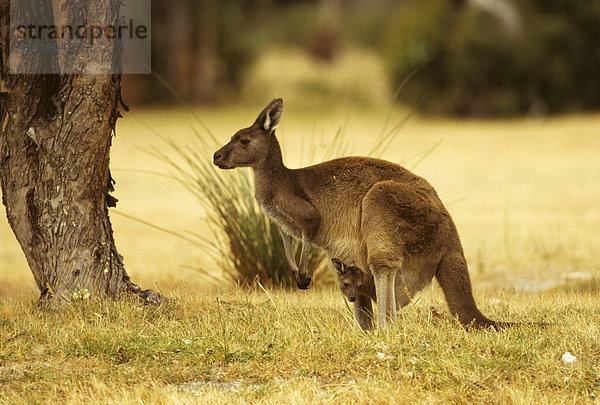 Westliches Graues Riesenkänguru (Macropus fuliginosus) mit Jungem im Beutel  Westaustralien  Australien