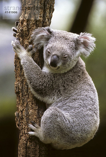 Koala (Phascolarctos cinereus)  Queensland  Australien