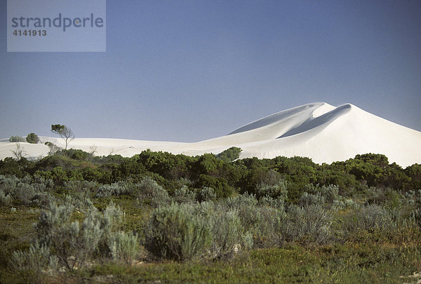 Weiße Sanddüne The Big Dune bei Lancelin nördlich von Perth  Westaustralien  Australien