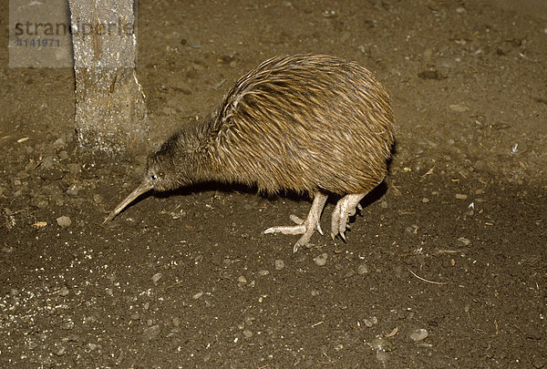 Kiwi (Apterygidae)  Südinsel  Neuseeland