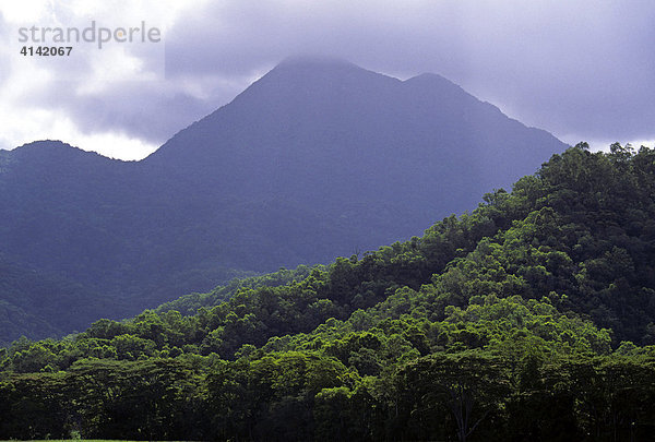 Daintree - Regenwald im Daintree Nationalpark  Queensland  Australien