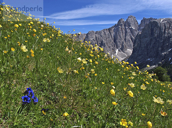 Blühende Wiese in den Dolomiten  Enzian (Gentiana) und Butterblumen (Ranunculus acris)  Südtirol  Italien