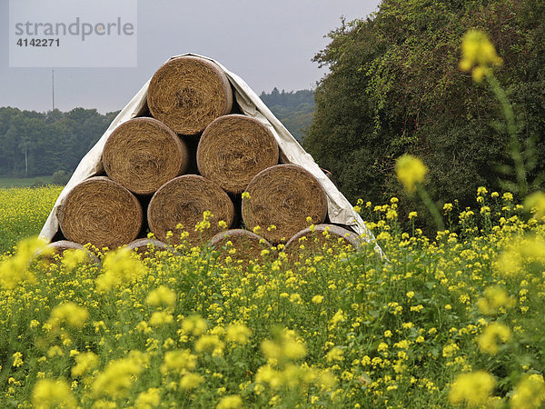 Gestapelte Heuballen auf einem Feld  Odenwald  Deutschland