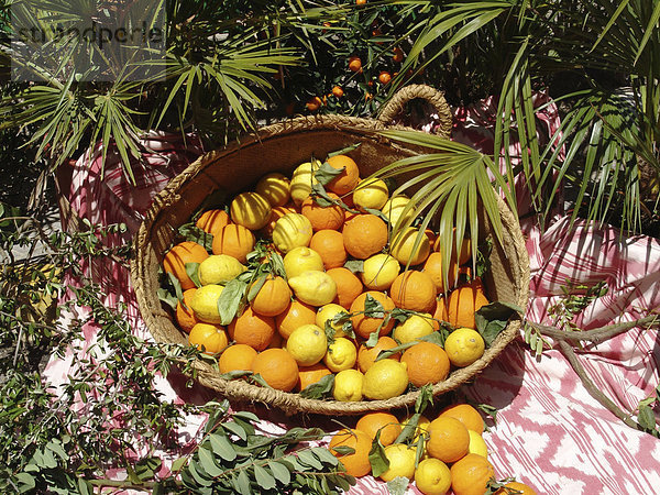 ESP  Spanien  Balearen  Mallorca : Orangen und Zitronen