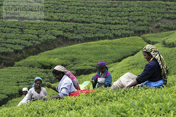 LKA  Sri Lanka: Nuwara Eliya  Hochland  Teeanbaugebiet. Sri Lanka gehoert zu den 23 groessten Tee-Exporteuren der Welt. Teepflueckerin im Teefeld. Traditionelle Frauenarbeit.