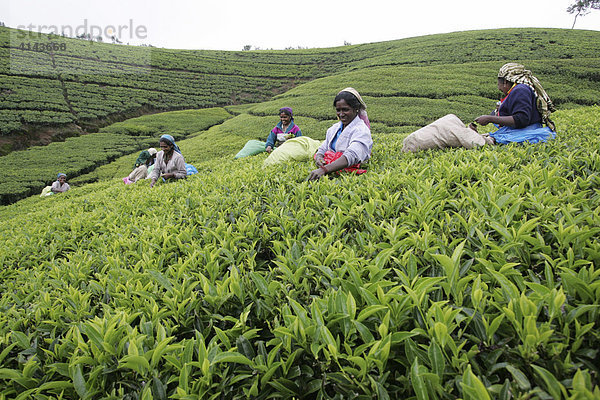 LKA  Sri Lanka: Nuwara Eliya  Hochland  Teeanbaugebiet. Sri Lanka gehoert zu den 23 groessten Tee-Exporteuren der Welt. Teepflueckerin im Teefeld. Traditionelle Frauenarbeit.