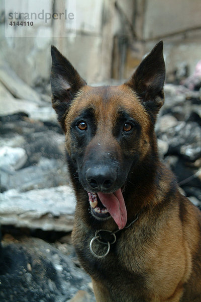 DEU  Deutschland  NRW : Polizeihunde. Hundefuehrer und Brandmittelspuerhund in einer ausgebrannten Lagerhalle. Gesucht werden Brandmittel die zur Entzuendung des Feuers eventuell verwendet worden sind. Dieser Geruch wird vom Hund wahrgenommen. Seine Nase ist um ein 1000faches besser als Messgeraete. Der Hund ist auf Brandmittel spezialisiert.