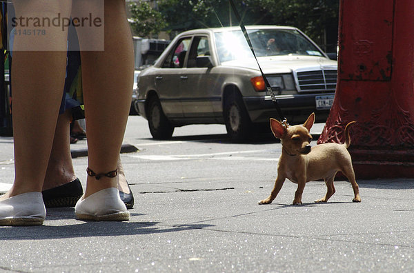 USA  Vereinigte Staaten von Amerika  New York City: Hundehalter beim Spaziergang mit ihren Hunden.