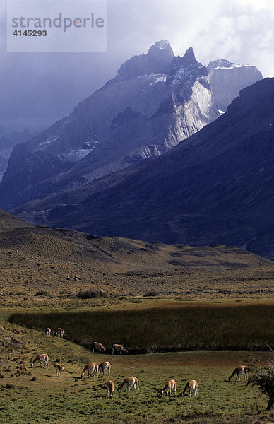 CHL  Chile  Patagonien: Nationalpark Torres del Paine.