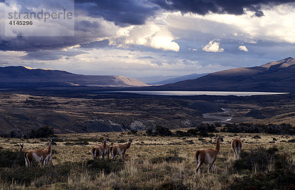 CHL  Chile  Patagonien: Nationalpark Torres del Paine  grasende Guanacos in der Pampa oestlich des Parks.