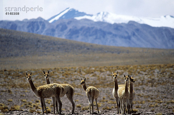 CHL  Chile  Atacama-Wueste: Vicuna-Herde.