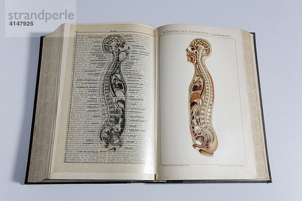 Lexikonseite mit Schnittbild eines menschlichen Körpers  Brockhaus Konversationslexikon von 1904