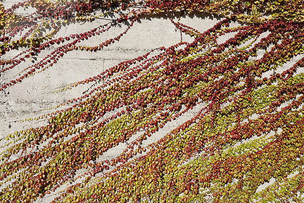 Herbstlich gefärbter Wilder Wein wächst auf grobem Beton  Parthenocissus
