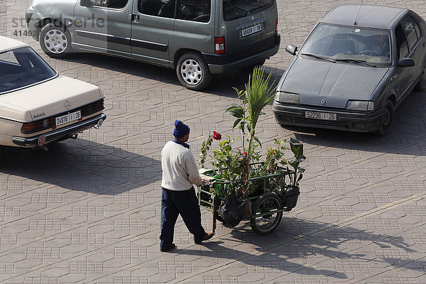 Mann mit Wollmütze transportiert Pflanzen mit einem Handkarren  Djemaa el Fna  Marrakesch  Marokko  Afrika