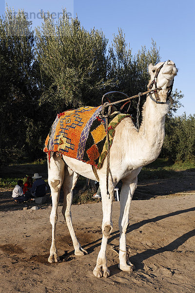 Dromedar (Camelus dromedarius) wartet auf Touristen  Jardin Ménara  Marrakesch  Marokko  Afrika