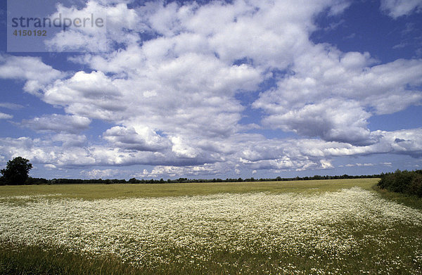 Landschaft bei Koluvere  Estland