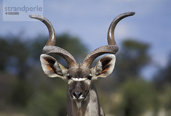 Kudu Bulle ( Tragelaphus strepsiceros ) Portrait - Etosha Nationalpark - Namibia