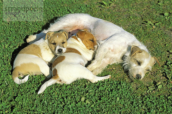 Zwei schlafende Jack-Russel-Terrier-Welpen mit Mutter
