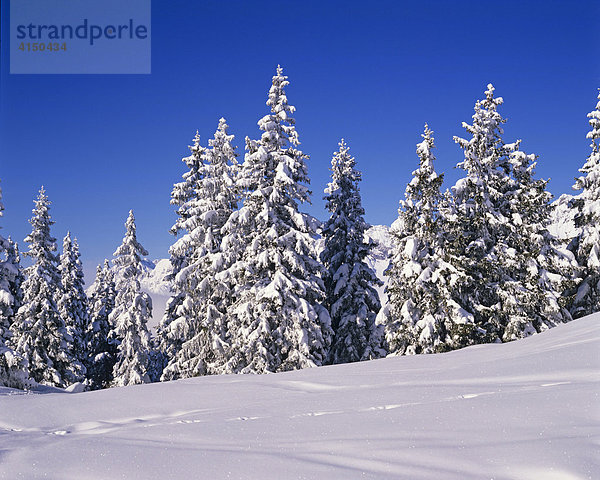 Schneebedeckte Fichten Tirol Österreich