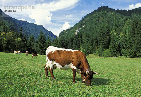 Kuh auf der Weide Heutal Salzburger Land Österreich